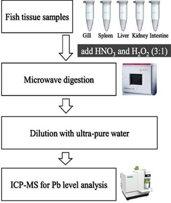 Therapeutic Effect of Intestinal Autochthonous Lactobacillus reuteri P16 Against Waterborne Lead Toxicity in Cyprinus carpio